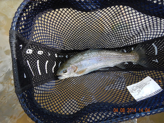 DSCN0452.jpg -                                Got another Rainbow.  Had a third on but lost it.  Gary E. had two on but did not bring them to hand.