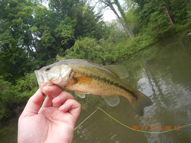 DSCN1008.jpg -                                Gary got a nice large mouth.