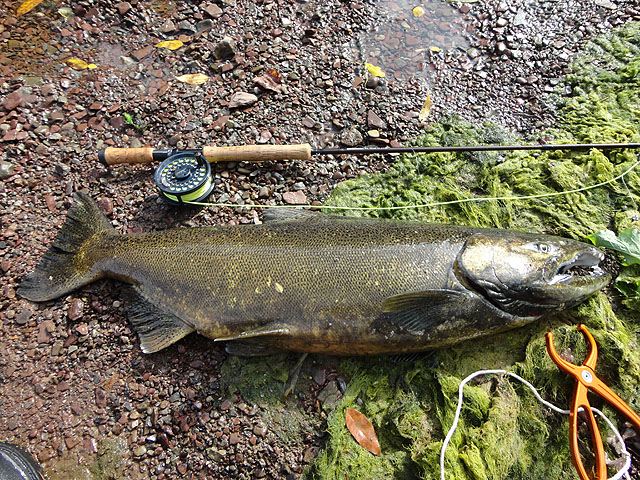 DSC00350.jpg -                                One of my Salmon