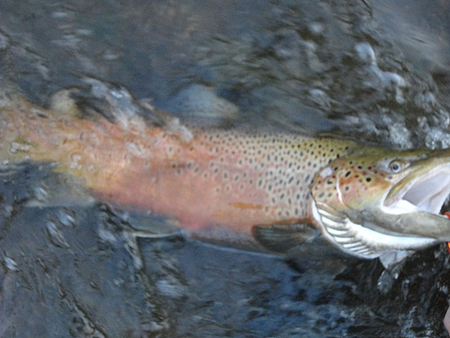 DSC00357.jpg -                                Another Brown for me but no one around to take the pic...