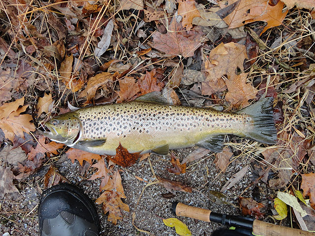DSC00411.jpg -                                Brown or Atlantic 2?