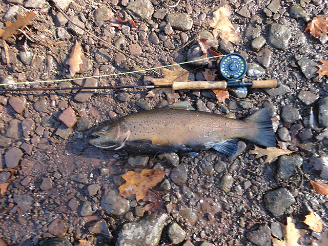 DSC00434.jpg - And another of my Browns                               