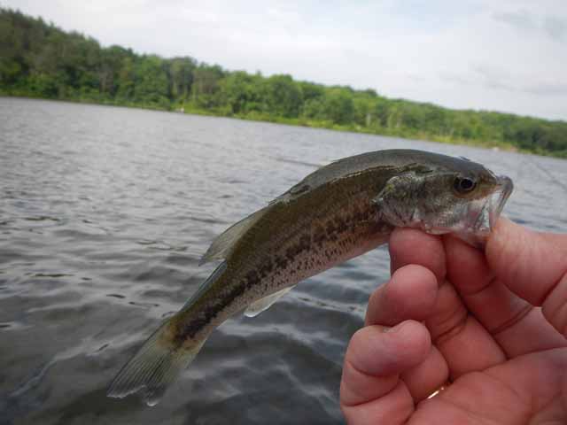 DSCN0109.jpg -                                Healthy but small large mouth bass