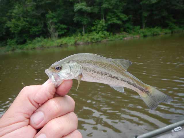 DSCN0117.jpg -                                Still no size but fun to catch.