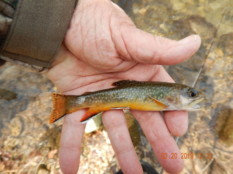 $Patterson1003$.jpg - My last fish of the day.  God I love these little brookies.  Each one is a treasure.
