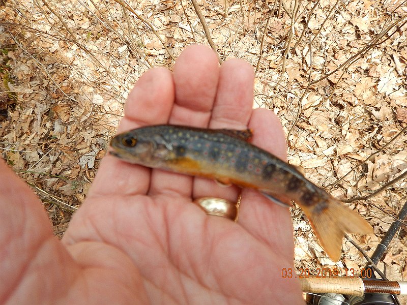 $Patterson1012$.jpg - Once again, my pic got blurry.  I go through this crap each year.  In a hurry to get the fish back in the water and don't take the extra seconds to get a good picture.