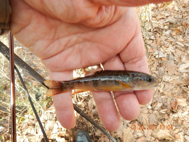 $Patterson1013$.jpg - Small but nice.  Ed fished with me today and from what he said, he hooked a couple larger fish. So, it appears the fish are in the stream and more time here is warranted.