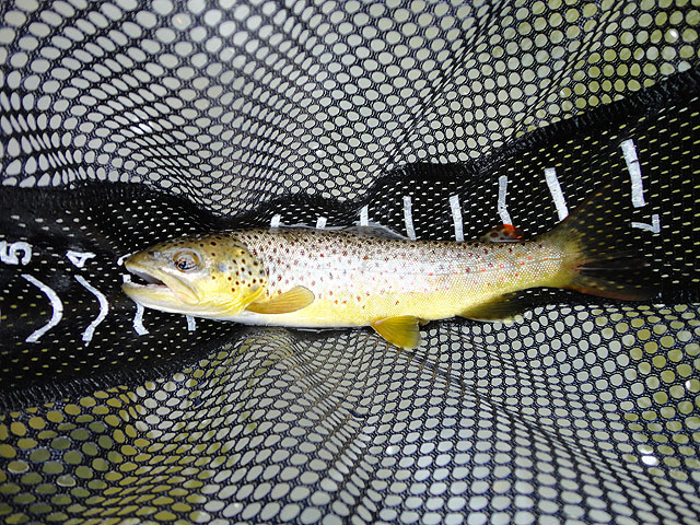 DSC01279.jpg -                                Didn't get pics of all the fish but this was the general size except for a couple 15 inchers.