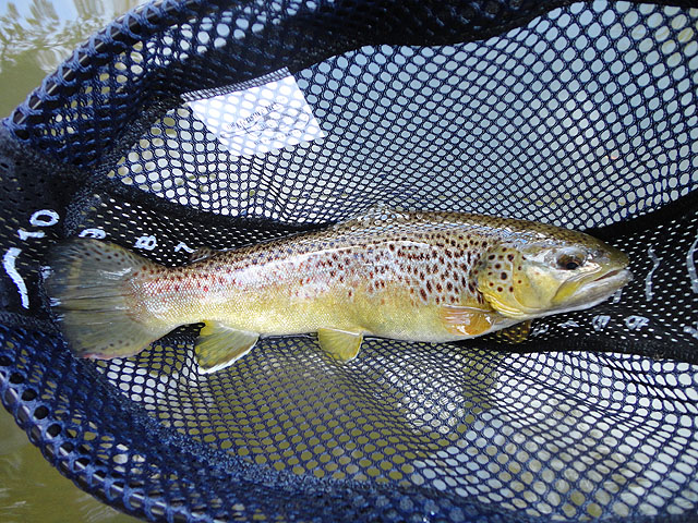 DSC01280.jpg -                                Garys' Brown. Solid 16 inch brown!