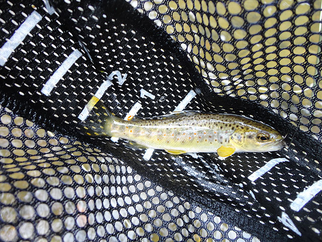 DSC01288.jpg - Then I got another small one.                               