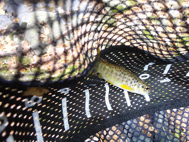 DSC01296.jpg -                                My last fish was this little stream bred brown.