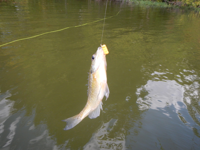 DSCN1675.jpg -                                