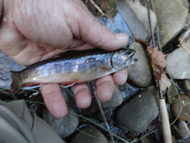 DSC00656.jpg -                                My first fish of the weekend, a native from Trout Run.