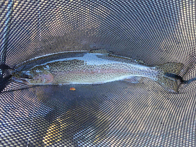 DSC00662.jpg -                                Stocked bow.  Healthy fish.