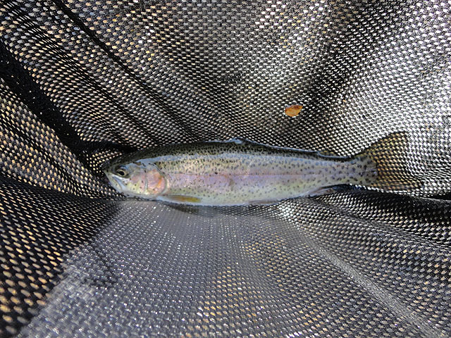 DSC00663.jpg -                                Smaller trout but nice.