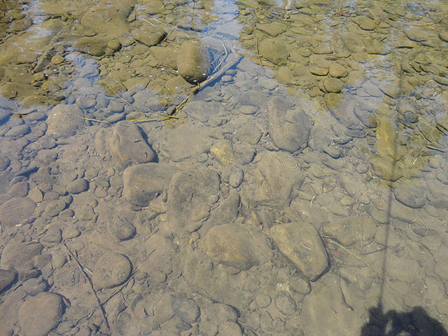 DSC00668.jpg -                                Clearer pic...now can you see them?