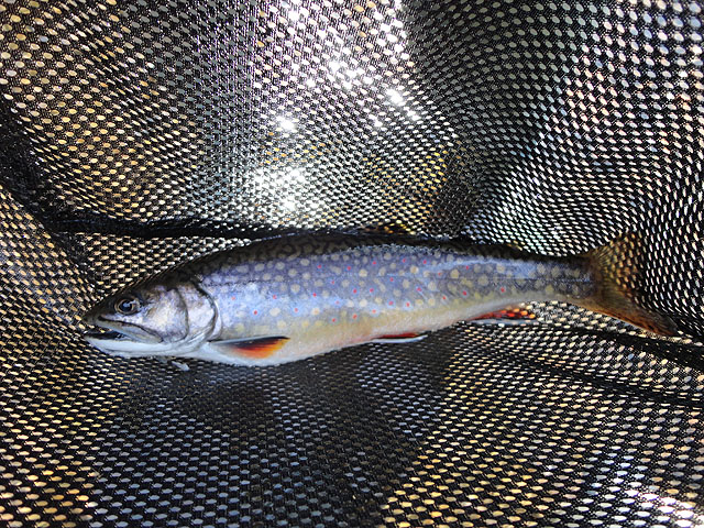 DSC00676.jpg -                                Brookie from the same run.  .