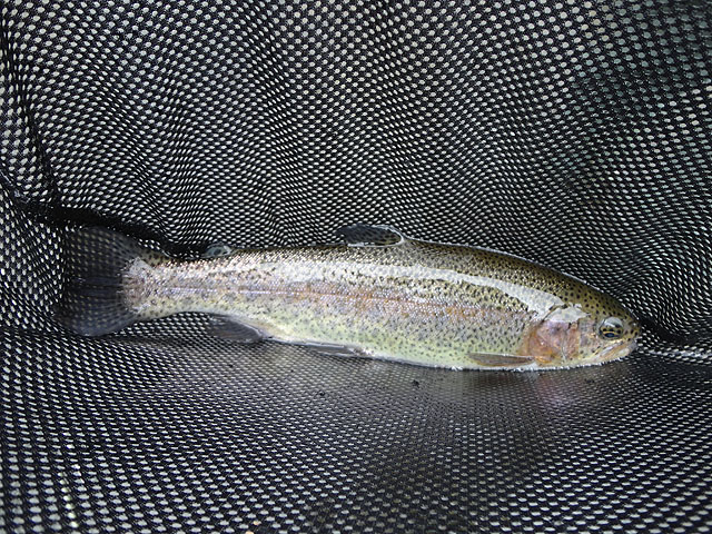 DSC00692.jpg -                                Couldn't take pics of all the fish but I got a bunch.