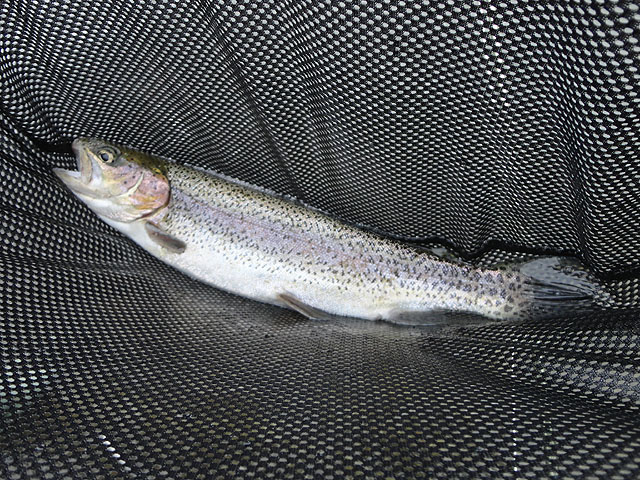 DSC00697.jpg -                                Just a sample of some of the ones caught.