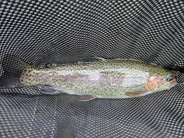DSC00706.jpg -                                Another fat one of mine.