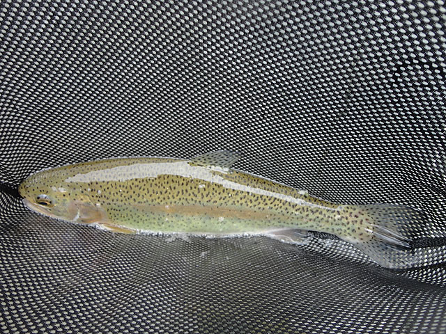 DSC00709.jpg -                                And more Rainbows.  What's nice is this was in a put and take area and all the fish we caught were returned, unharmed, to the stream.