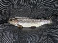 DSC00700