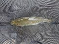DSC00707