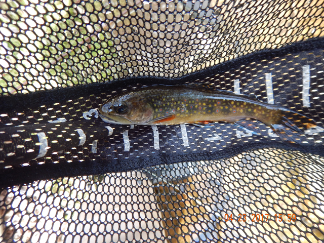 DSCN1902.jpg - Here is the first of many this afternoon.  I think I caught 17 and lost that many more.  All on dry flies.                               