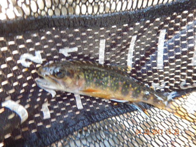 DSCN1907.jpg - Unfortunately, some of my pictures didn't do the fish justice.                               