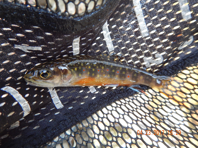 DSCN1909.jpg - Another small beauty.                               