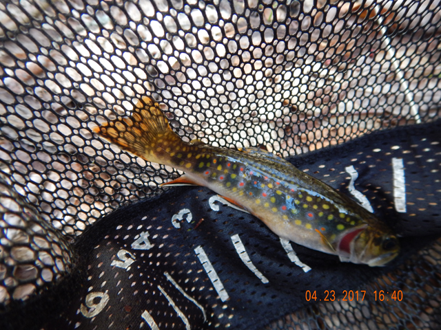 DSCN1911.jpg -       This one included.  In my haste to get the fish back to the water, I don't always get a good shot of the fish.  Bummer.                         