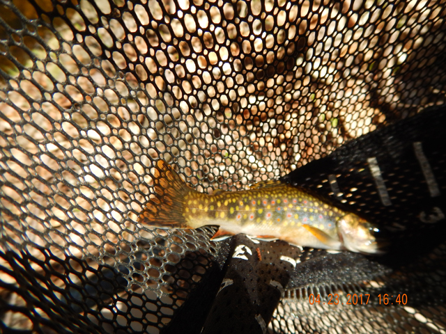 DSCN1912.jpg - This was a pretty fish but I blew the pic.                               