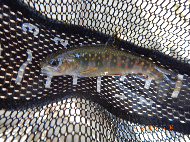 DSCN1922.jpg - And yet another pretty brookie.                               