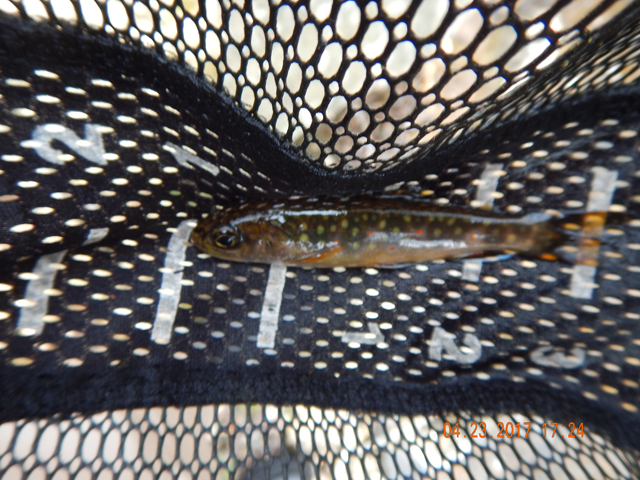 DSCN1928.jpg - This fish was darker than the rest but just as good looking.                               