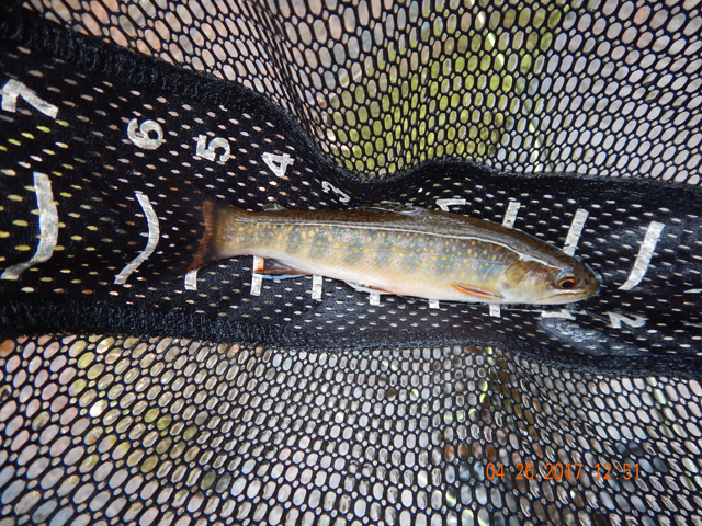 DSCN1940.jpg -            I beleive this was the nicest fish of the trip.  At least size wise...8 inches                     