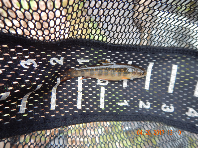 DSCN1942.jpg - And get rewarded with a little fish.                               