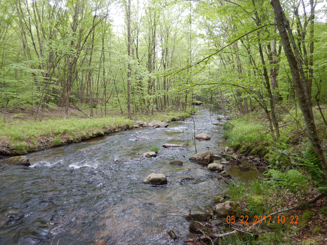DSCN2070.jpg -                                Still, it has plenty of brook trout and, as you'll see, a few browns.