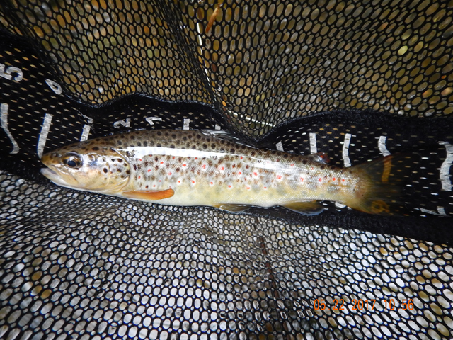 DSCN2071.jpg -                                Here is the first brown I caught. It was an honest 11 inches. Thought I had a whale compared to the small brookies I had been getting.