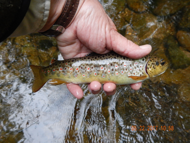 DSCN2074.jpg -                                Same fish just a different pic.  Just an idea of the size in hand. Oh, did I mention this was not a stocked stream...wild trout only.