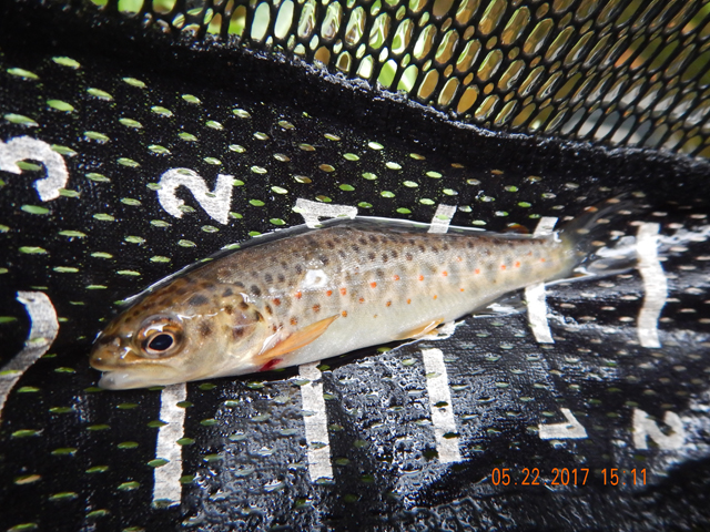 DSCN2078.jpg -                                Then I got this little guy. Another brown...how 'bout that.