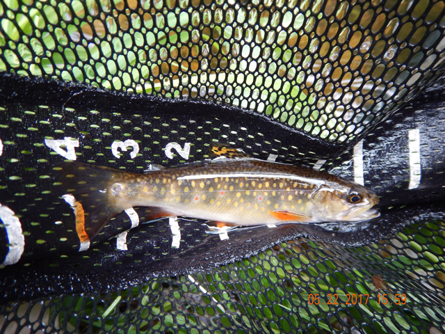 DSCN2082.jpg -                                I did manage to wait some of the fish out.  I think they hit out of anger rather than hunger.
