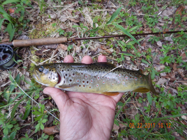 DSCN2084.jpg -                                Another pic, same fish.  In this stream, he is a bit of a monster.