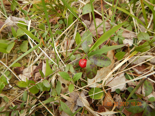 DSCN2089.jpg -                                Hey Ed, here's the teaberry we were looking for last trip.  They were everywhere.