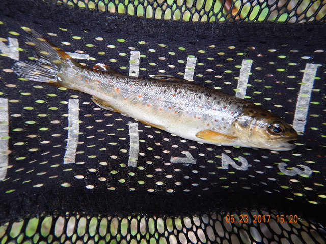 DSCN2097.jpg -                                And, true to form, the Hickory contributed to the success of the day.