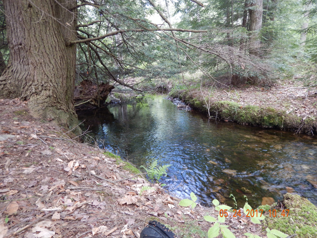 DSCN2099.jpg -                                I checked with the Park Ranger's office and a nice guy there suggested I give 4th Run another shot in a different location.  Glad I did.  This is what I found.