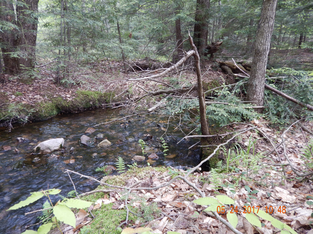 DSCN2100.jpg -                                The stream is more hospitable (sp?).  A lot nicer...