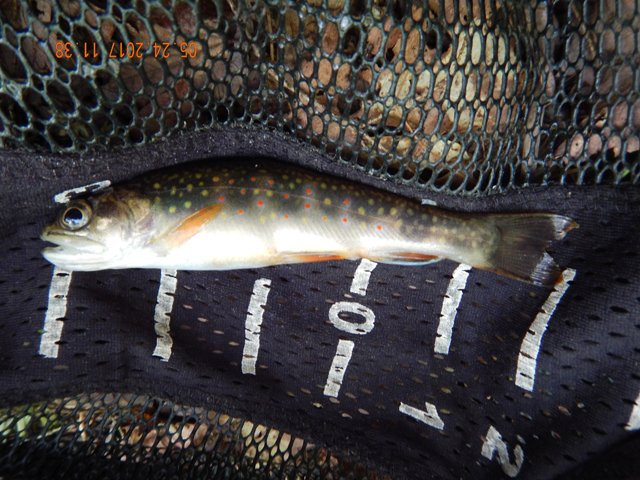 DSCN2102.jpg -                                And, the Ranger was right.  There is a population of wild brook trout here.  Picky, but they would bite.