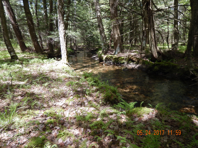 DSCN2104.jpg -                                The stream is shaded all the way.  Traditional drys did not work here.  But what counts is that I caught, and missed, fish.