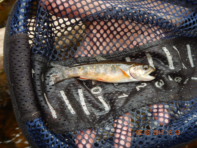 DSCN1972.jpg -                                Gary got this nice little 5 inch brook trout from the run in the following pic.