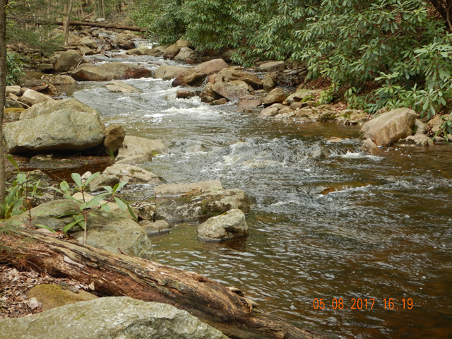 DSCN1974.jpg -                                While the water here looks good, and it is, this is a bit higher than ideal for Hickory.